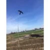 Vogelverschrikker Bird Scaring Kite 4 Meter Met Draaiende Voet 1 Vogelverschrikker Bird Scaring Kite 4 Meter Met Draaiende Voet -Optimaal Tuingereedschap Winkel 21068 0 800x800 1